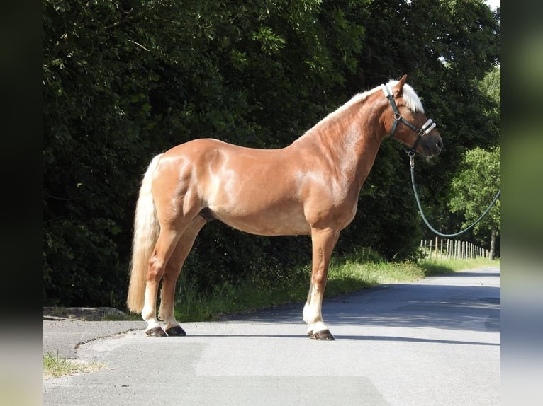 Haflinger Hongre 15 Ans 155 cm Alezan in Verl
