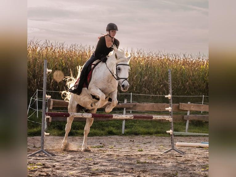 Haflinger Croisé Hongre 16 Ans 145 cm Gris in Haimburg
