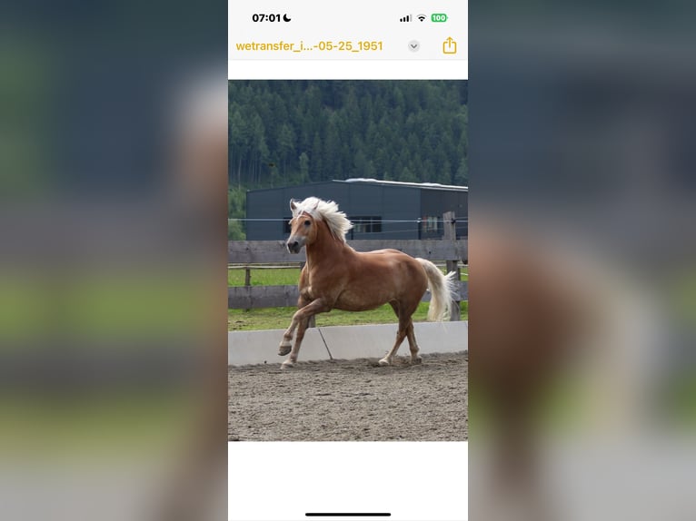 Haflinger Hongre 16 Ans 147 cm Alezan in Oberwölz