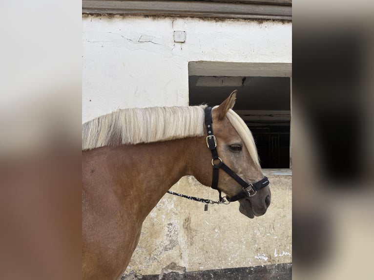 Haflinger Hongre 16 Ans 147 cm Alezan in Oberwölz