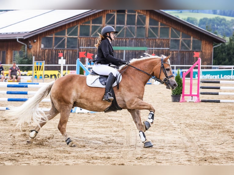Haflinger Hongre 16 Ans 147 cm Alezan in Oberwölz
