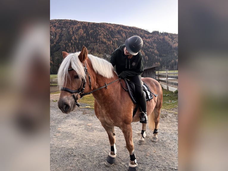 Haflinger Hongre 16 Ans 147 cm Alezan in Oberwölz