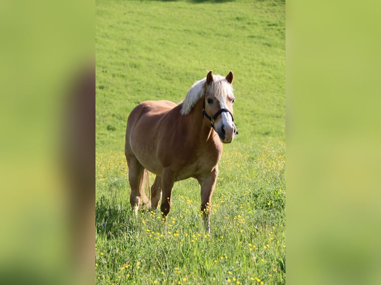 Haflinger Hongre 16 Ans 148 cm Alezan in Leutschach