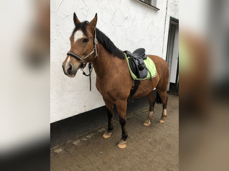 Haflinger Croisé Hongre 16 Ans 148 cm  in Freisen