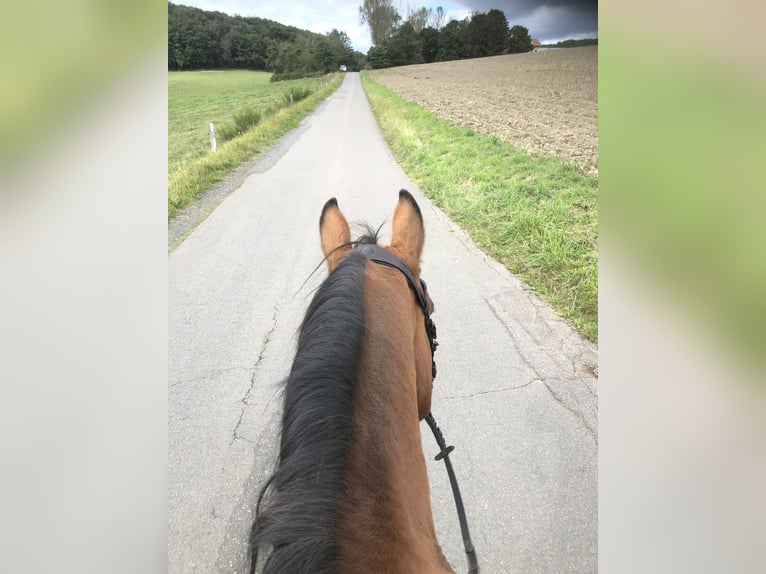 Haflinger Croisé Hongre 16 Ans 148 cm  in Freisen
