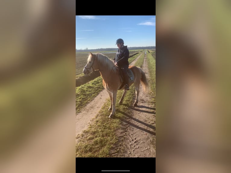 Haflinger Hongre 16 Ans 151 cm Alezan in Beringe
