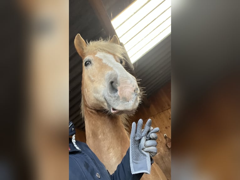 Haflinger Hongre 16 Ans 151 cm Alezan in Beringe