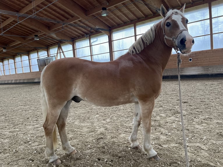 Haflinger Hongre 16 Ans 152 cm Alezan in Aying