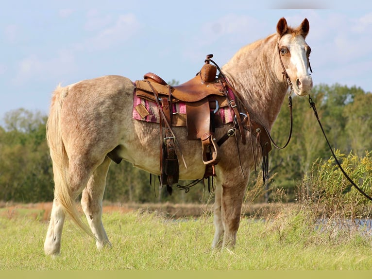 Haflinger Hongre 16 Ans Rouan Rouge in Canton TX
