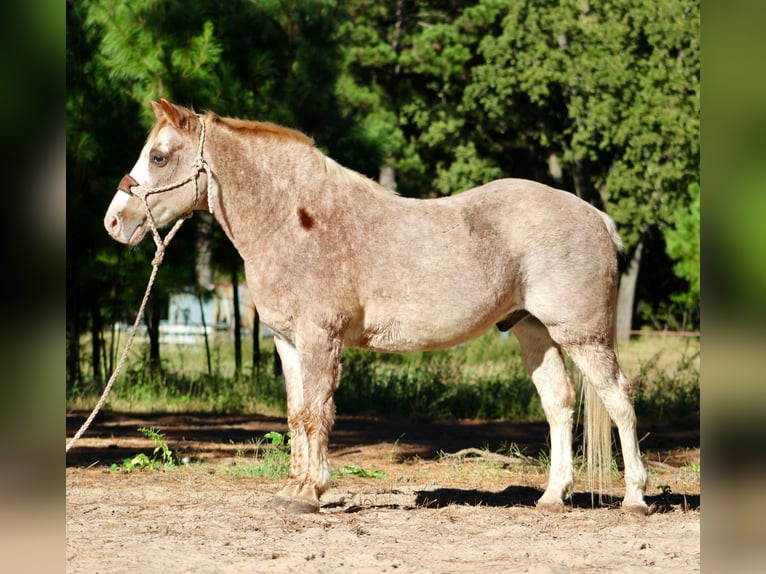 Haflinger Hongre 16 Ans Rouan Rouge in Canton TX