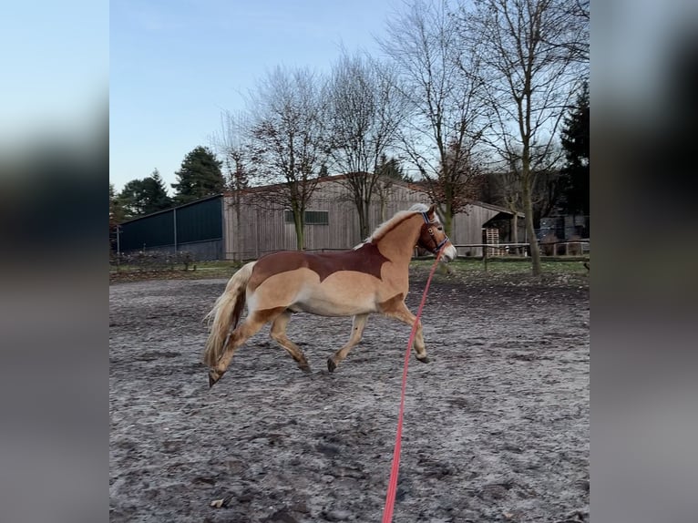 Haflinger Hongre 17 Ans 153 cm Alezan in Königslutter am Elm