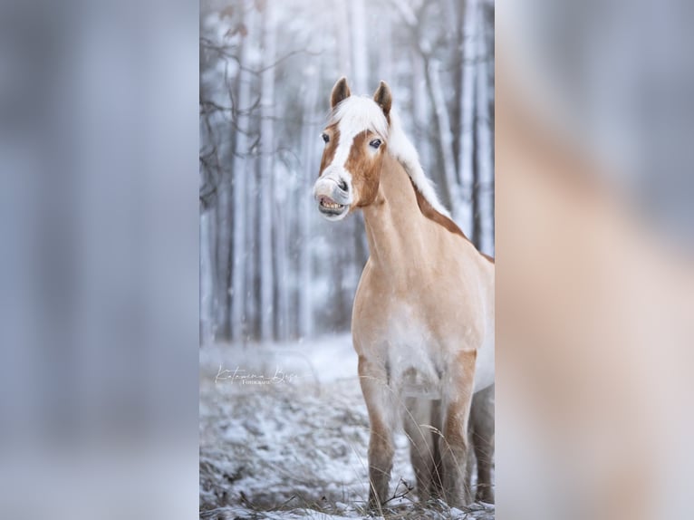 Haflinger Hongre 17 Ans 153 cm Alezan in Königslutter am Elm