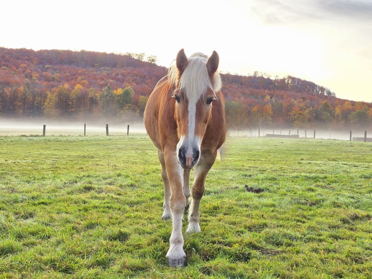 Haflinger Hongre 17 Ans 153 cm Alezan in Königslutter am Elm