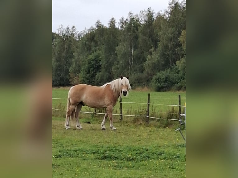 Haflinger Hongre 17 Ans 153 cm Alezan in Uplengen