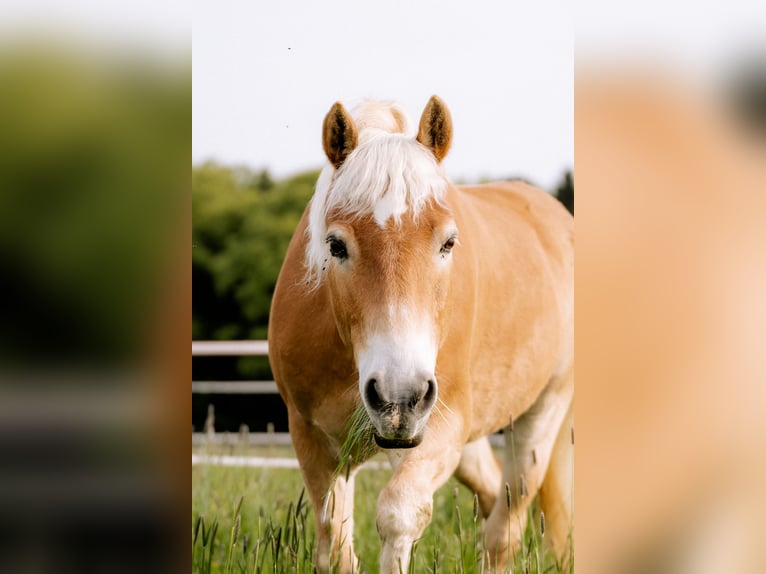 Haflinger Hongre 17 Ans 155 cm Bai clair in Feldkirchen bei Mattighofen