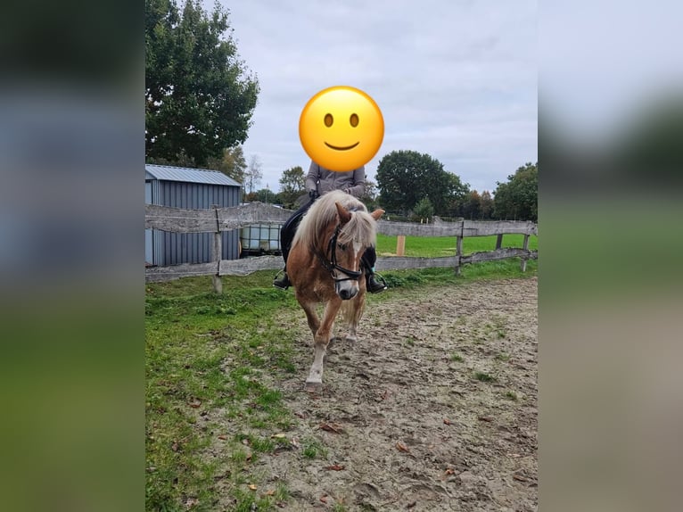 Haflinger Hongre 18 Ans 140 cm Bai clair in Esens