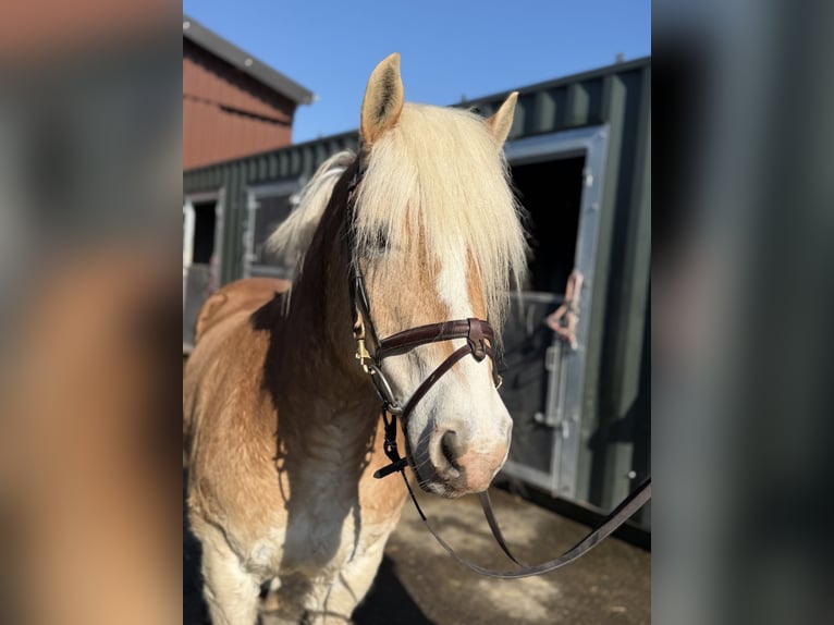 Haflinger Hongre 18 Ans 140 cm Palomino in Geilenkirchen