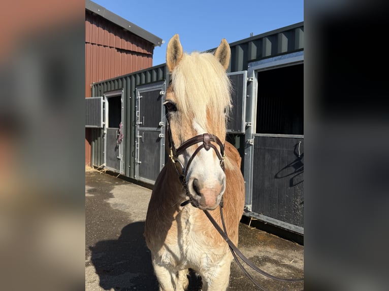 Haflinger Hongre 18 Ans 140 cm Palomino in Geilenkirchen