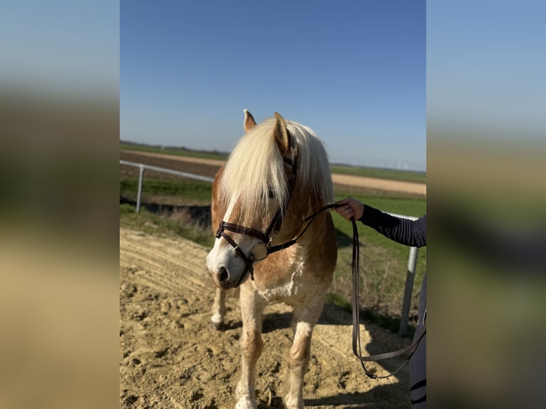 Haflinger Hongre 18 Ans 140 cm Palomino in Geilenkirchen