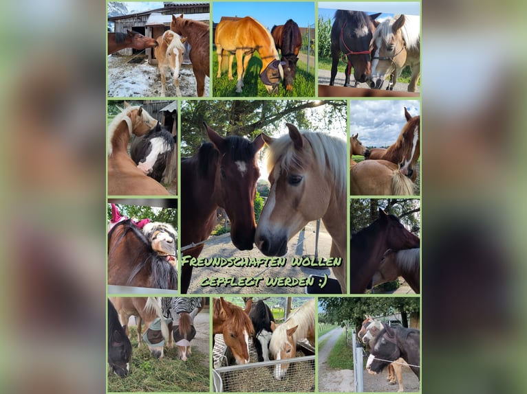 Haflinger Hongre 18 Ans 148 cm Alezan in Basadingen