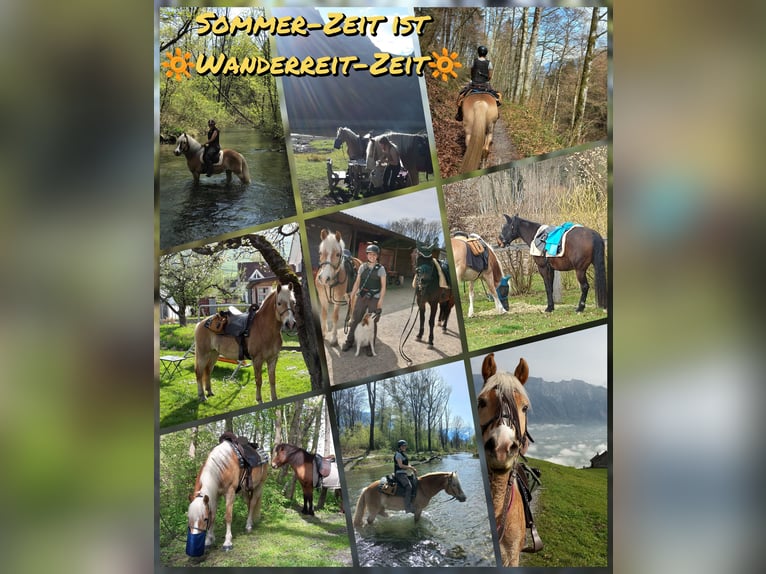 Haflinger Hongre 18 Ans 148 cm Alezan in Basadingen