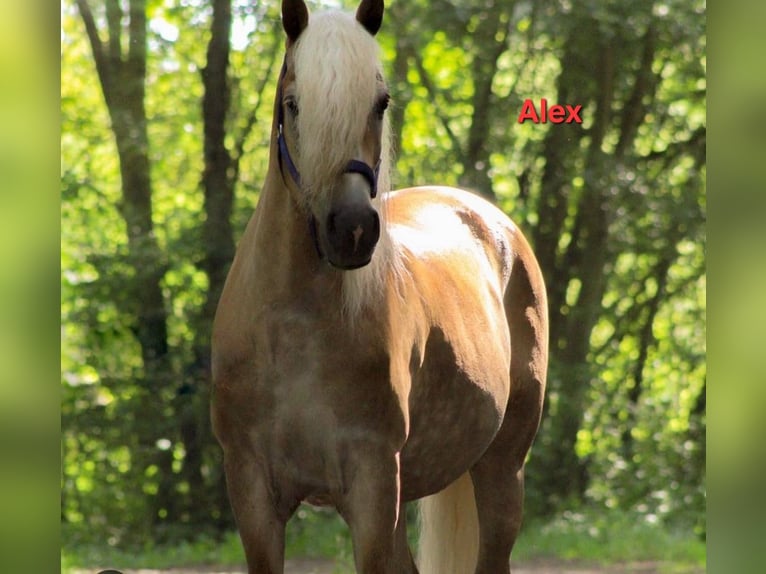 Haflinger Hongre 18 Ans 150 cm  in Ober-Hilbersheim