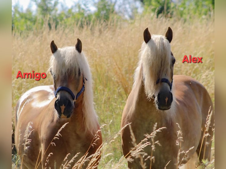 Haflinger Hongre 18 Ans 150 cm  in Ober-Hilbersheim