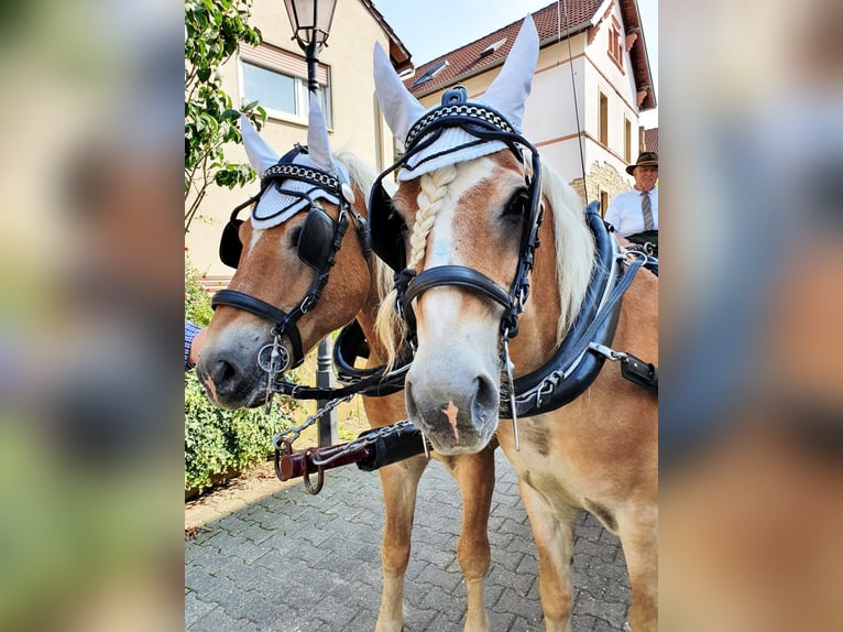 Haflinger Hongre 18 Ans 150 cm  in Ober-Hilbersheim