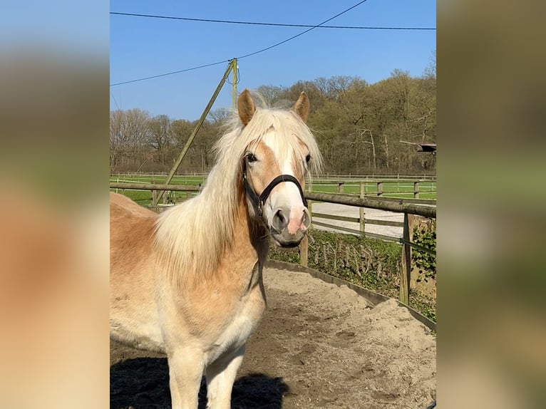 Haflinger Hongre 1 Année 145 cm Alezan in Drensteinfurt - Rinkerode