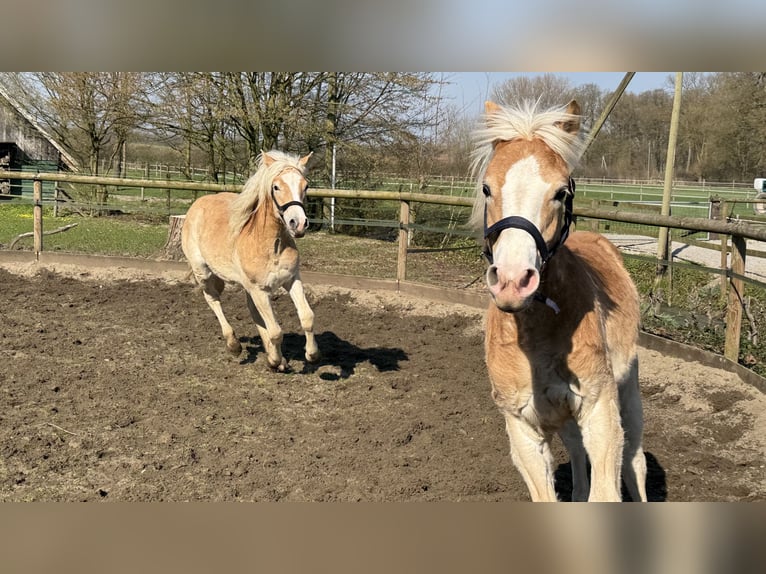 Haflinger Hongre 1 Année 145 cm Alezan in Drensteinfurt - Rinkerode