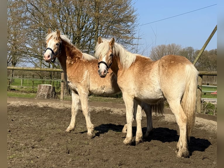 Haflinger Hongre 1 Année 145 cm Alezan in Drensteinfurt - Rinkerode