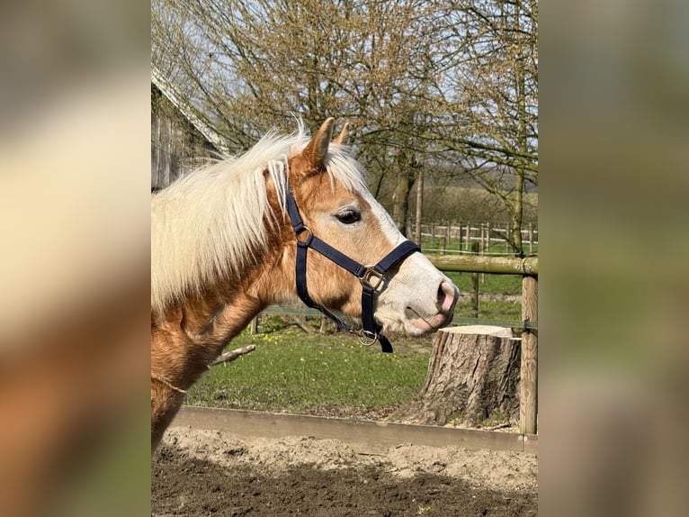Haflinger Hongre 1 Année 145 cm Alezan in Drensteinfurt
