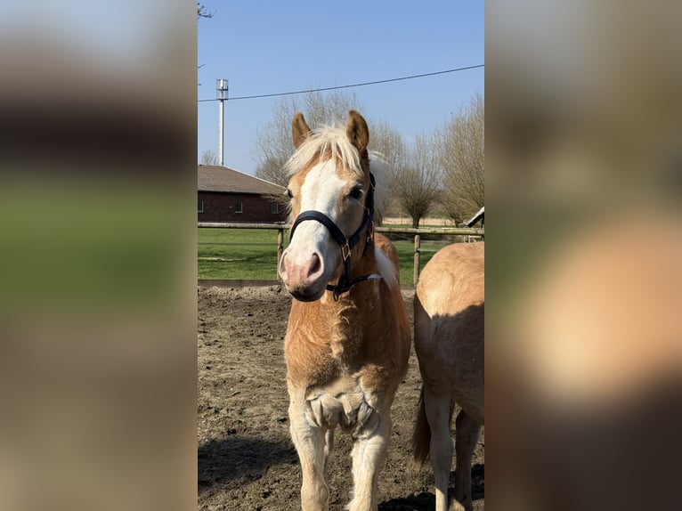Haflinger Hongre 1 Année 145 cm Alezan in Drensteinfurt