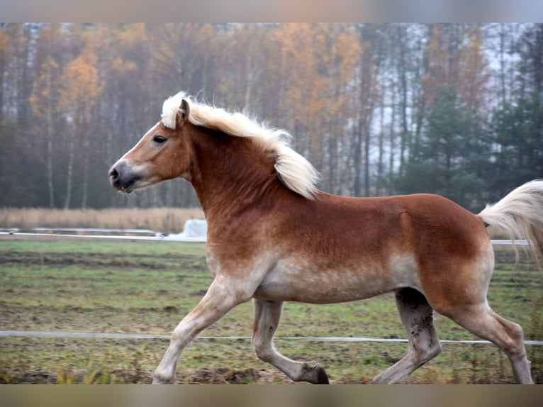 Haflinger Hongre 1 Année 150 cm Palomino in Brzoz&#xF3;wka