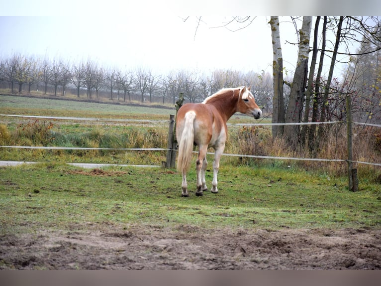Haflinger Hongre 1 Année 150 cm Palomino in Brzoz&#xF3;wka