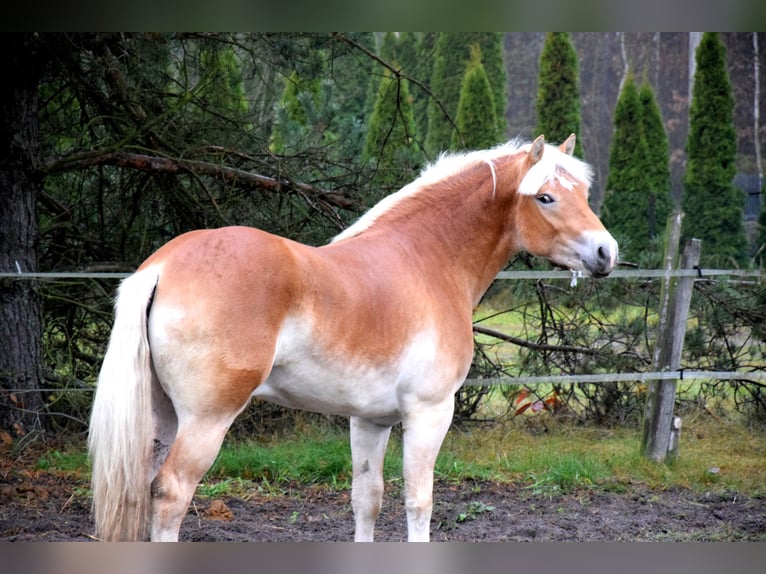 Haflinger Hongre 1 Année 150 cm Palomino in Brzoz&#xF3;wka