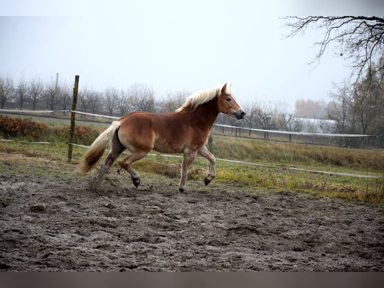Haflinger Hongre 1 Année 150 cm Palomino in Brzoz&#xF3;wka