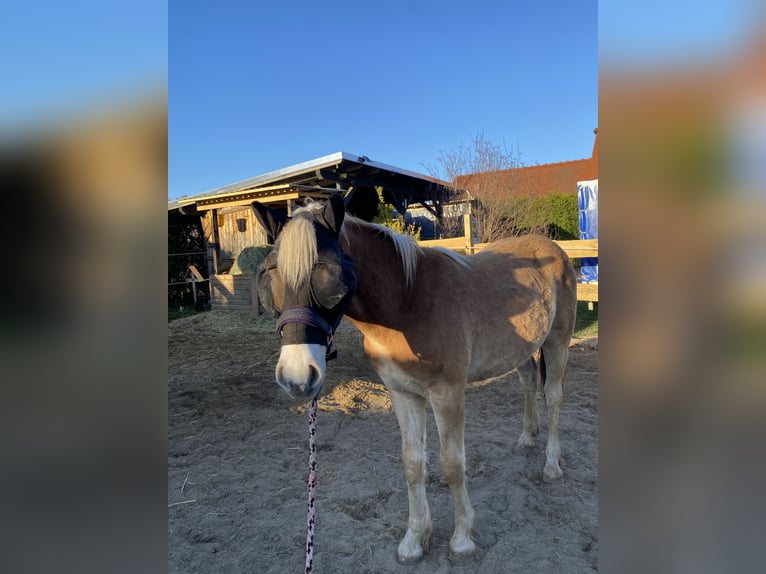 Haflinger Hongre 1 Année 154 cm Alezan in Borna