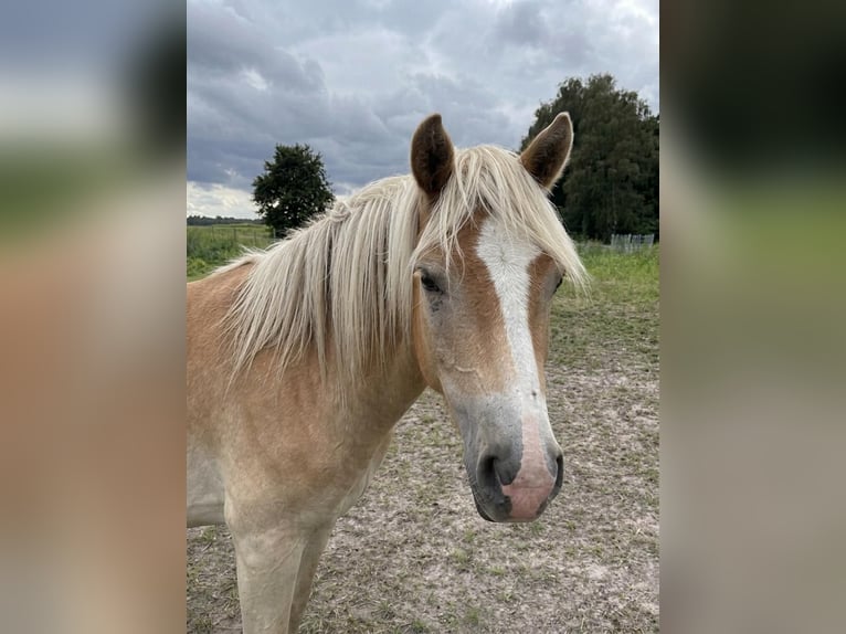Haflinger Hongre 1 Année Alezan in Schönewörde