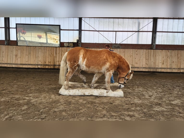 Haflinger Hongre 20 Ans 145 cm Alezan in Rheine