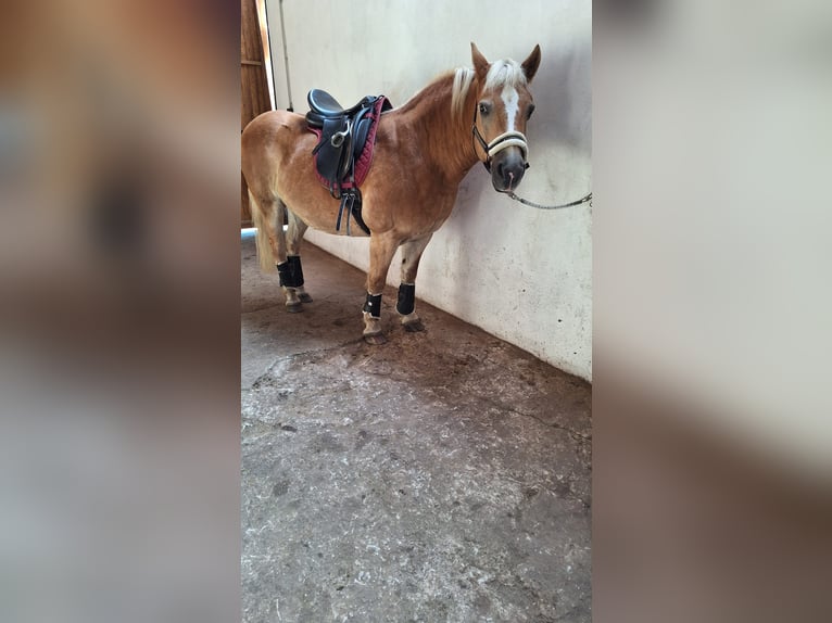 Haflinger Hongre 20 Ans 145 cm Alezan in Rheine