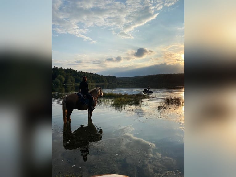 Haflinger Hongre 20 Ans 146 cm Alezan in Burgpreppach