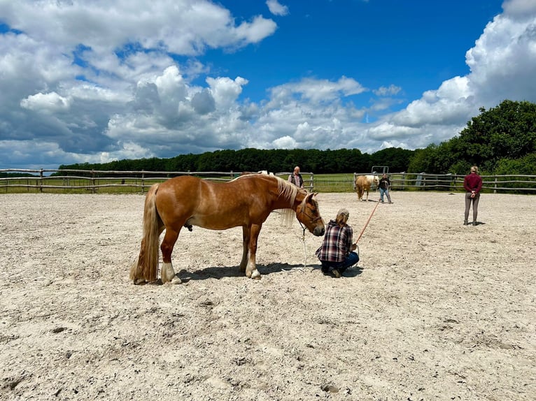 Haflinger Hongre 20 Ans 146 cm Alezan in Burgpreppach