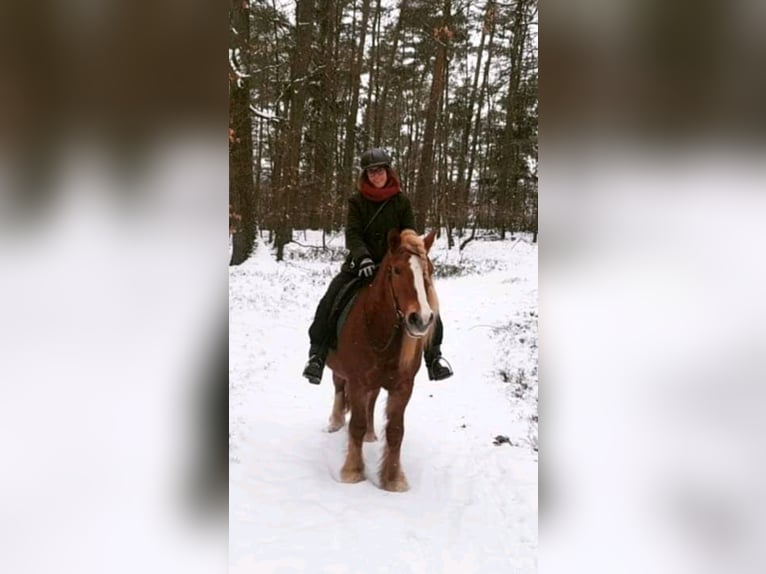 Haflinger Hongre 20 Ans 146 cm Alezan in Burgpreppach