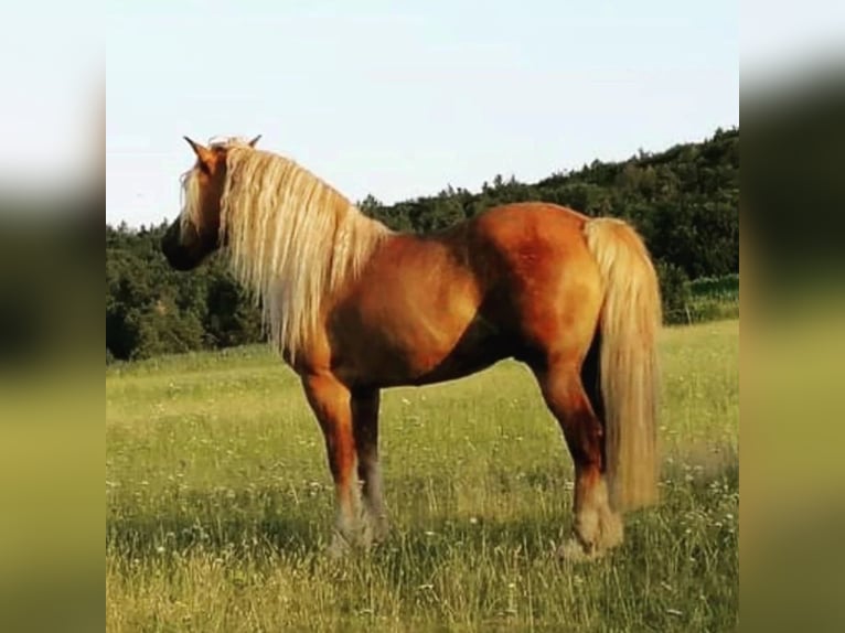 Haflinger Hongre 20 Ans 146 cm Alezan in Burgpreppach