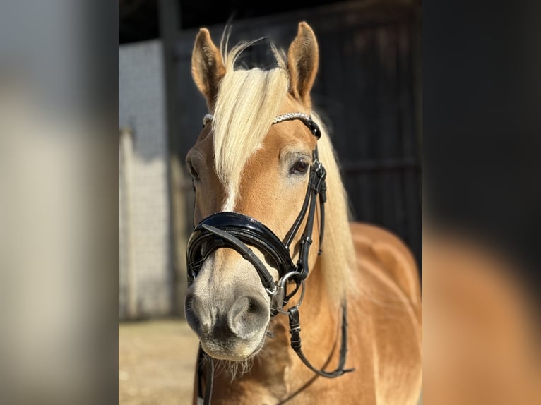 Haflinger Hongre 20 Ans 150 cm  in Neuss