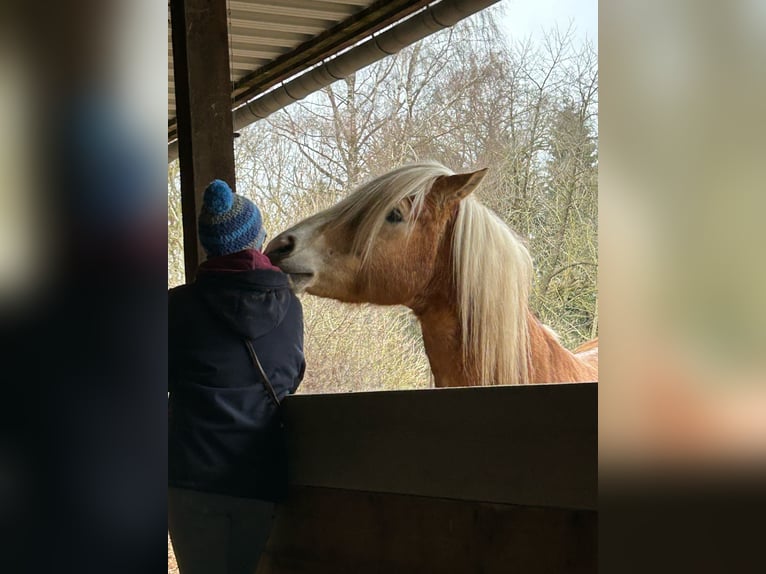 Haflinger Hongre 21 Ans 150 cm Alezan in Süderholz