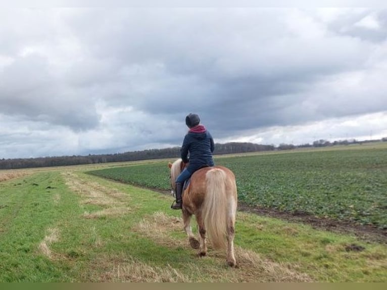Haflinger Hongre 21 Ans 150 cm Alezan in Süderholz