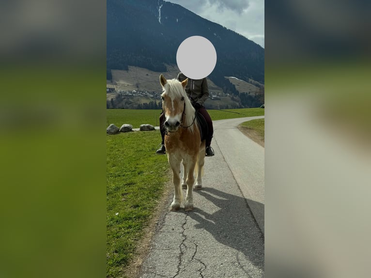 Haflinger Hongre 21 Ans 150 cm in Tirol