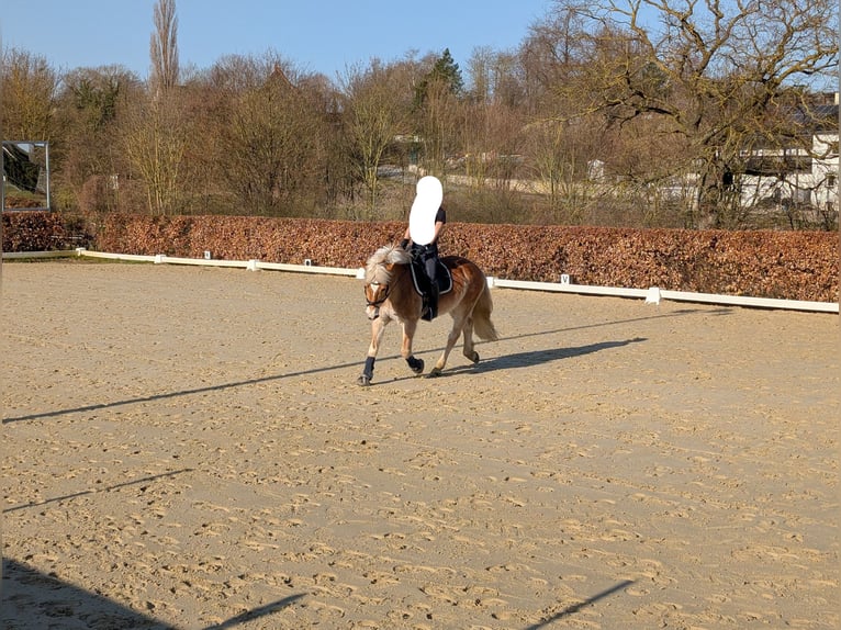 Haflinger Hongre 22 Ans 146 cm Alezan in Geseke